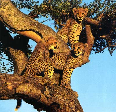 I realize these leopards are not white