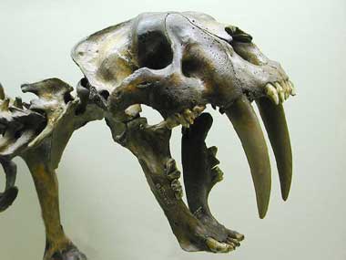 Sabertooth skull