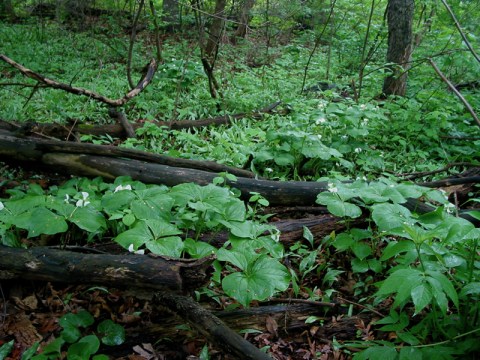 Denniston, Big Woods Bent Trillium and Trout Lily, IMG_0190