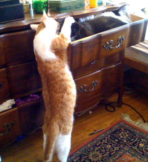 catdrawer2