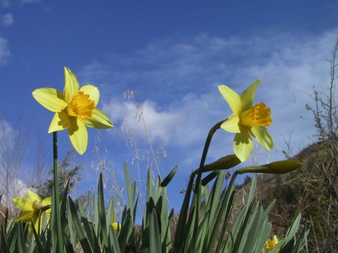 Daffodils