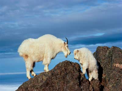 mountain-goats-arent-goats-1