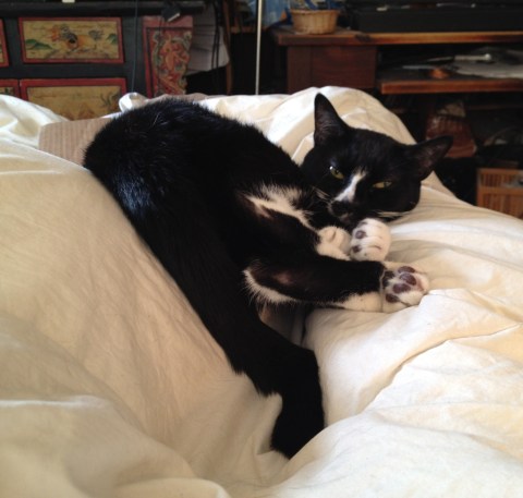 As the legs close, the cat is squished