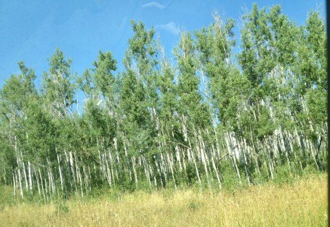 birches1
